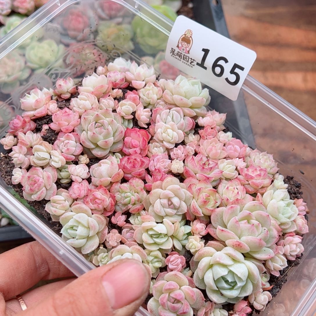 多肉植物多肉植物