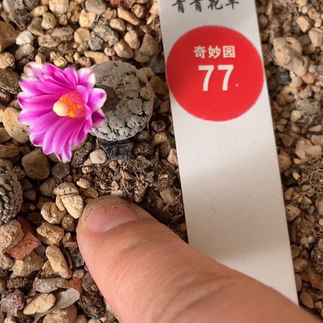 实生紫花蔷薇丸一颗仙人球