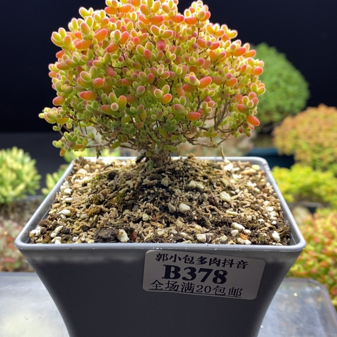 一***呢378蜜橘糖球。       