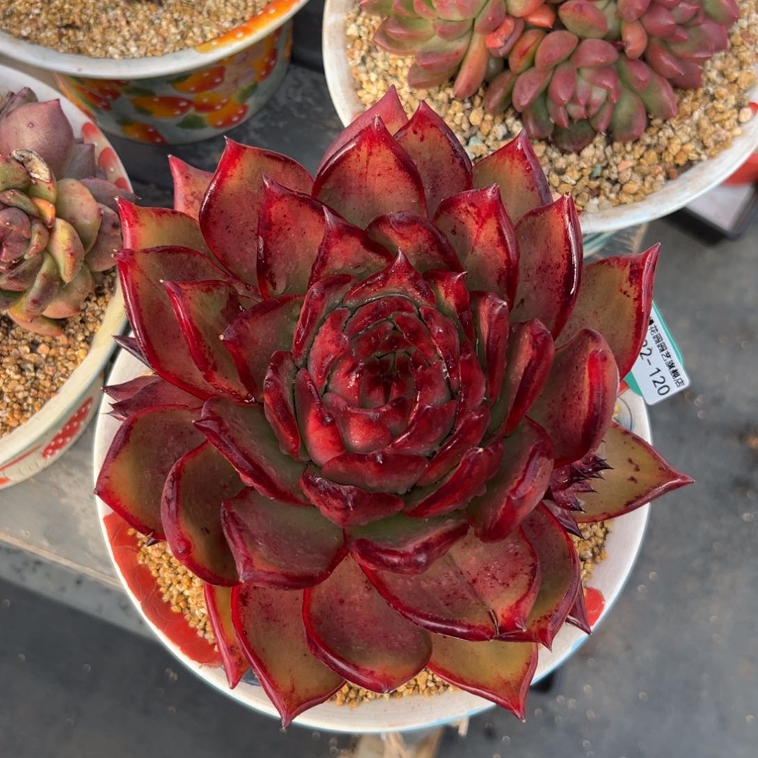 多肉精选编号0222-120