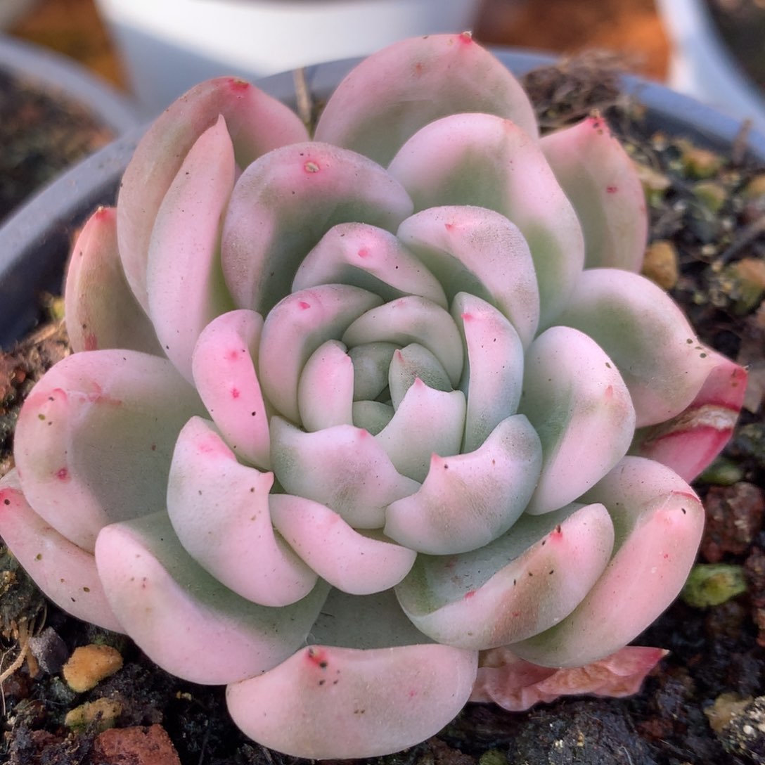 东云杂头盖l j j j j j j