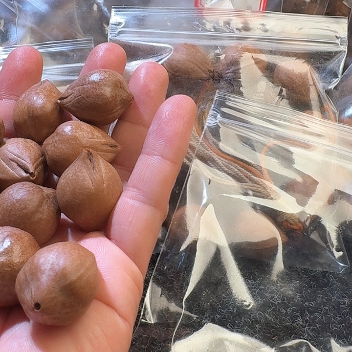 吊坠橄榄核2.3素核