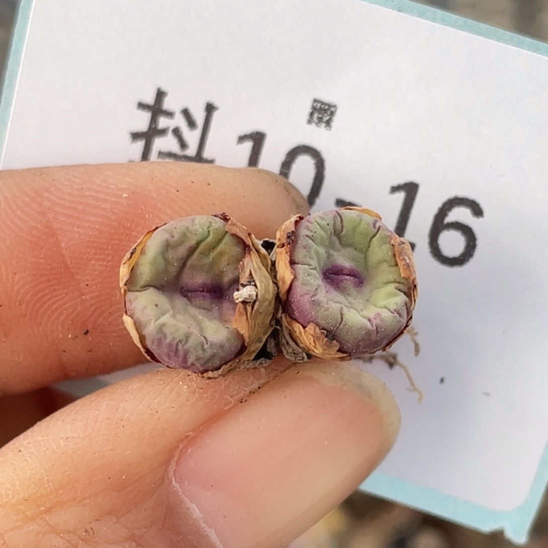 10-16嘴多肉植物肉锥