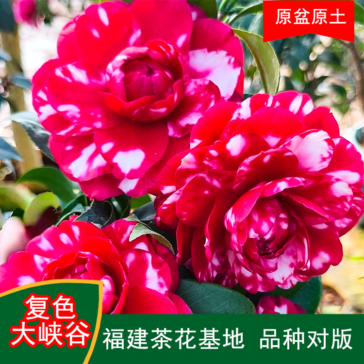 复色大峡谷珍贵茶花品种室内外花卉阳台庭院福建茶花基地直销包邮