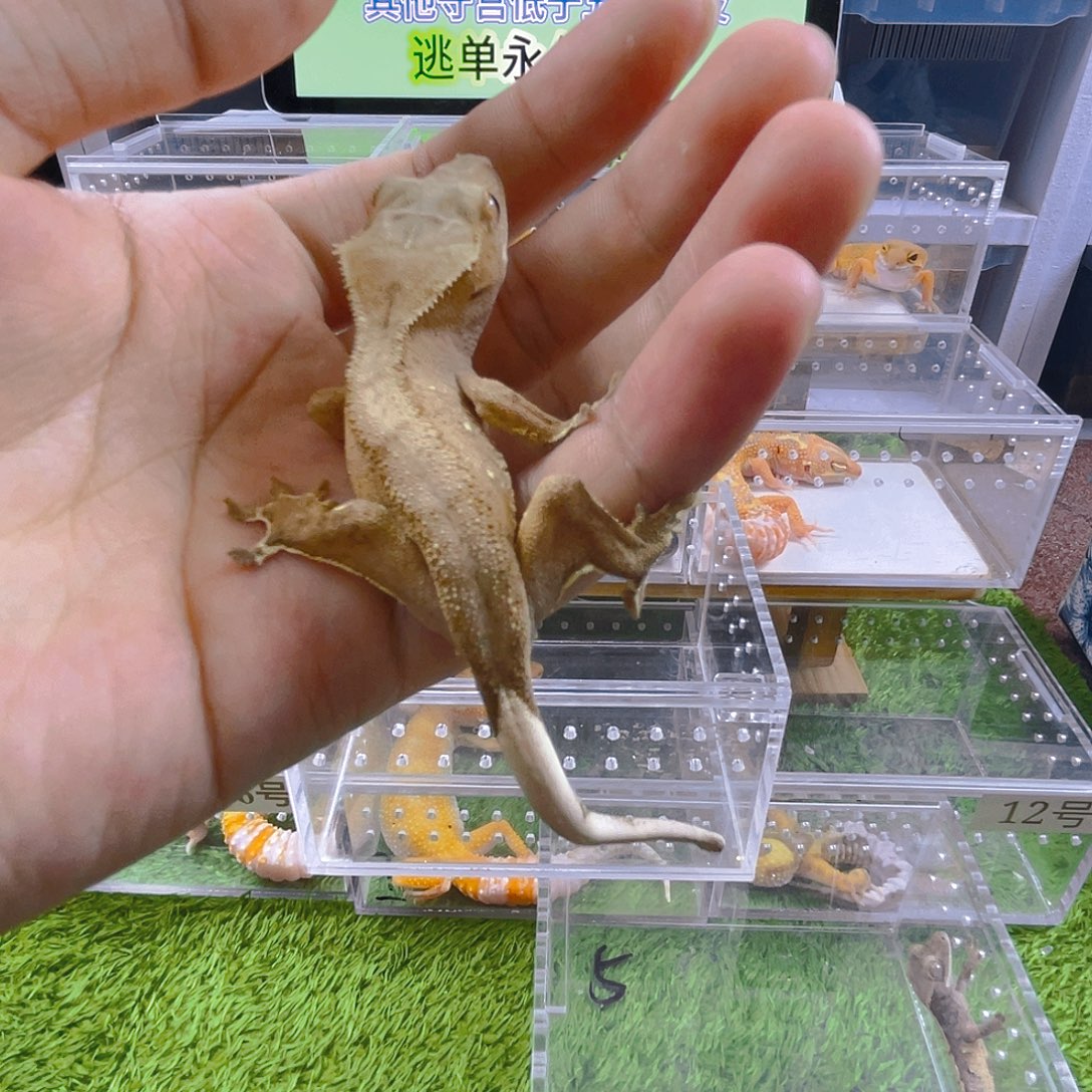 豹纹守宫守宫可爱迷人好看温顺