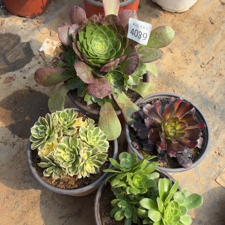 4颗多肉法师4039