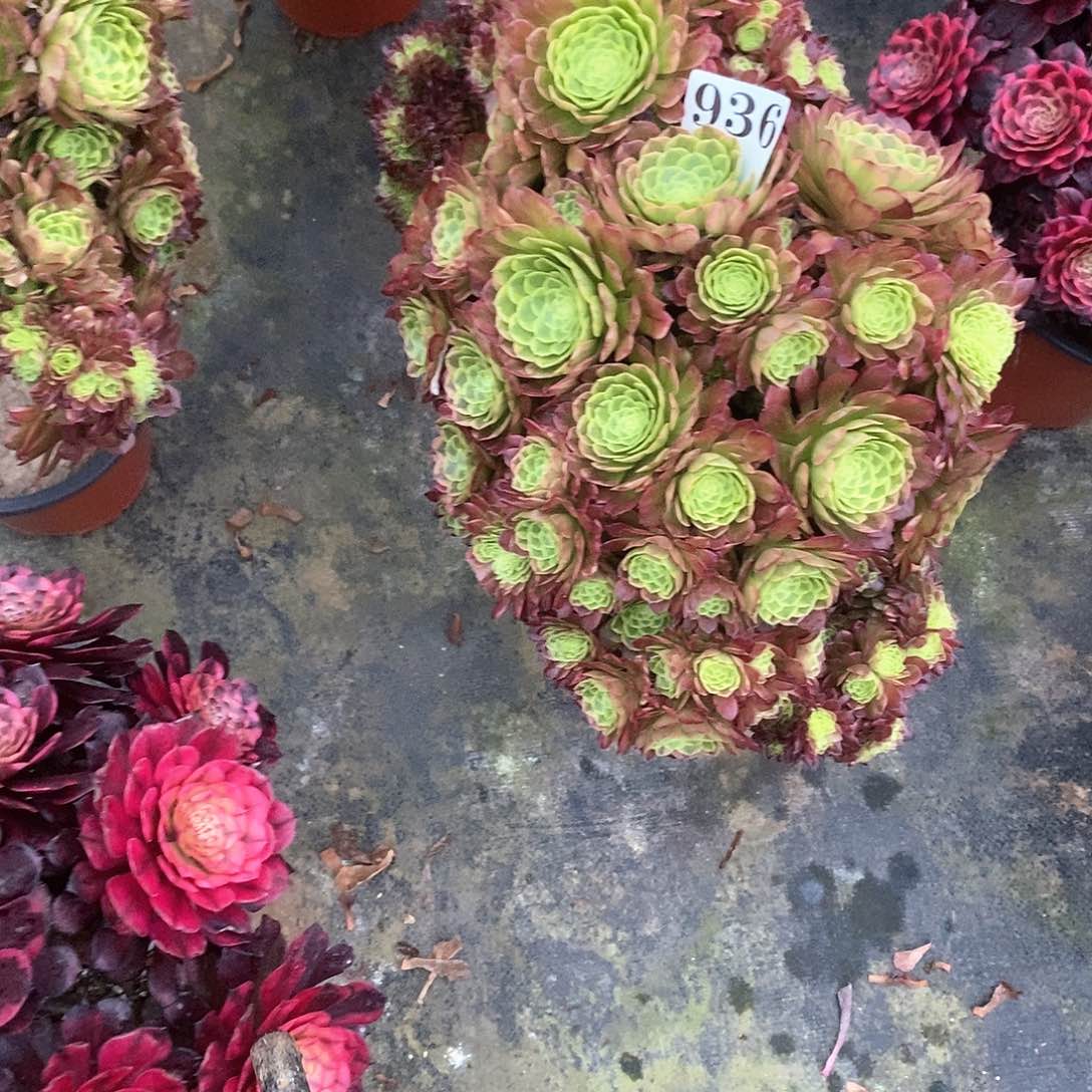 瘾*嘉年华缀936多肉法师