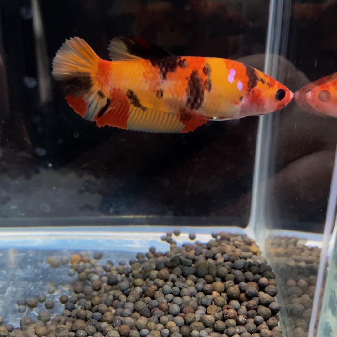 热带鱼公248喜**洋巨斗