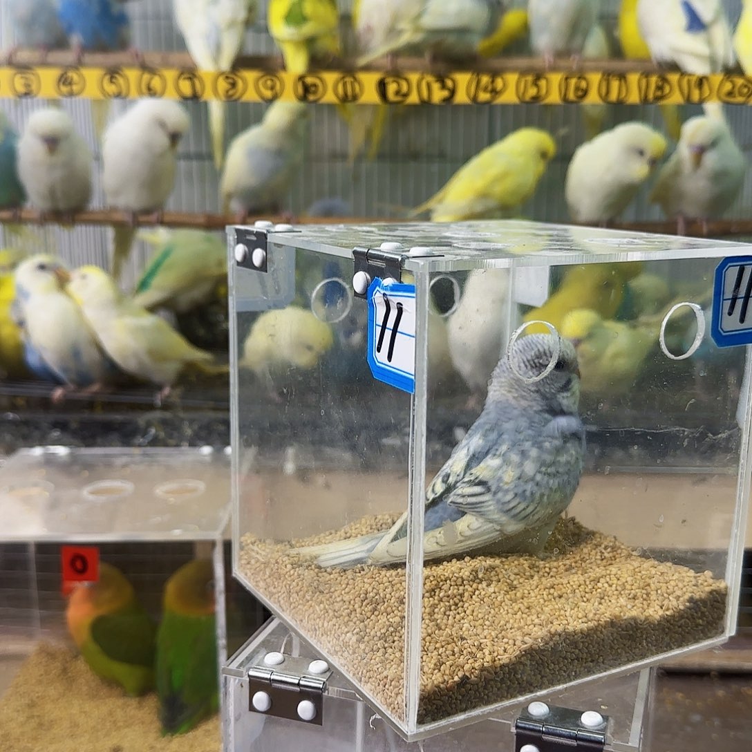 虎皮鹦鹉灰色妹妹