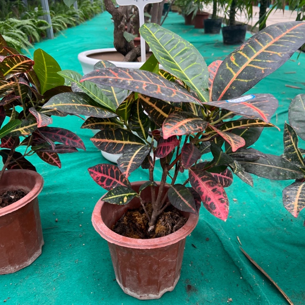 【次日达】变色木盆栽室内外耐热观叶植物净化空气绿植