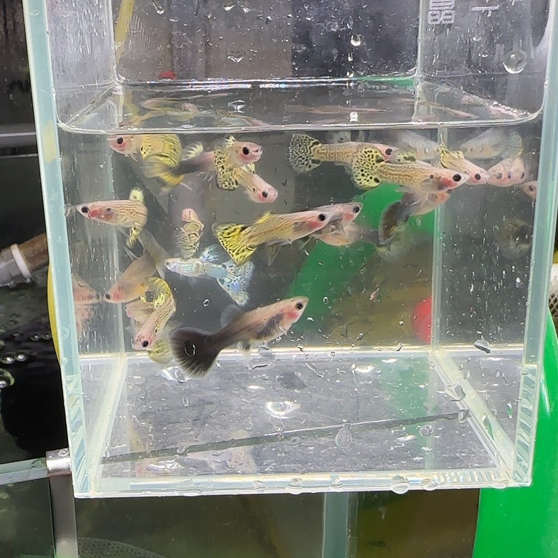 孔雀鱼福利练手蕾丝10条送2条随机
