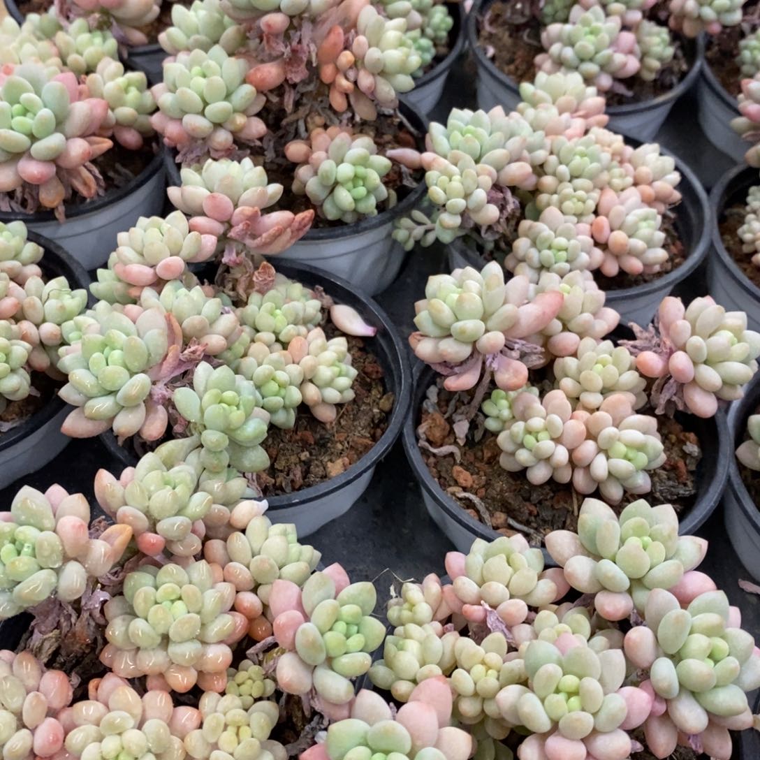 44。泡泡酱。福利多多