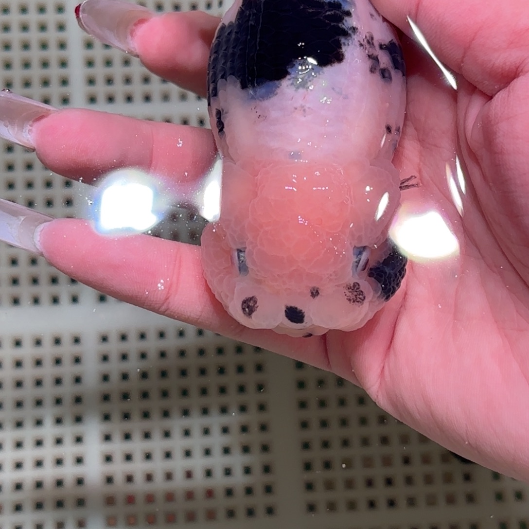 夜***记金鱼拍包装包邮不拍包装运费到付