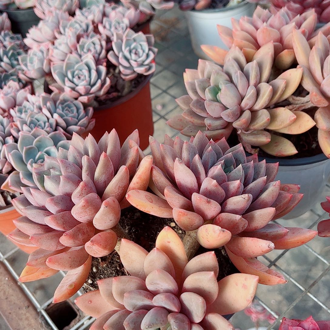 红象牙多头群生精品特价