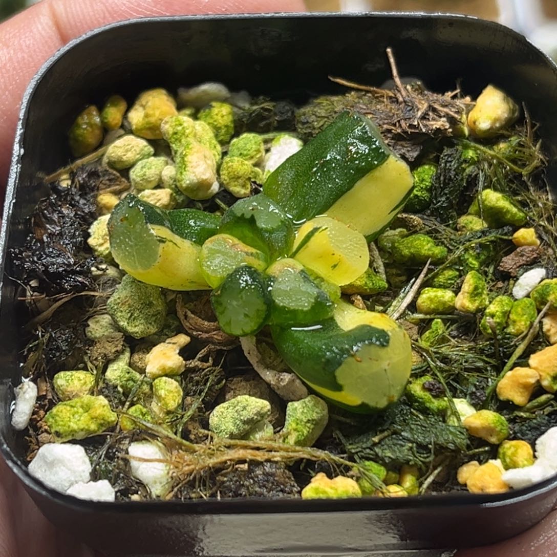 325双头玉龙万象锦（小鼻嘎）