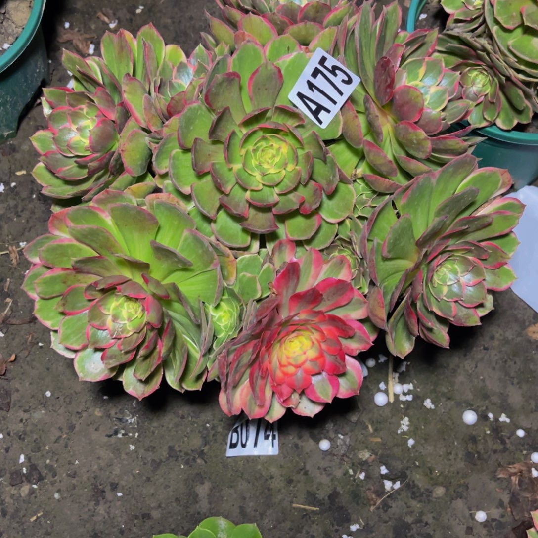 粉花妖16//16包邮