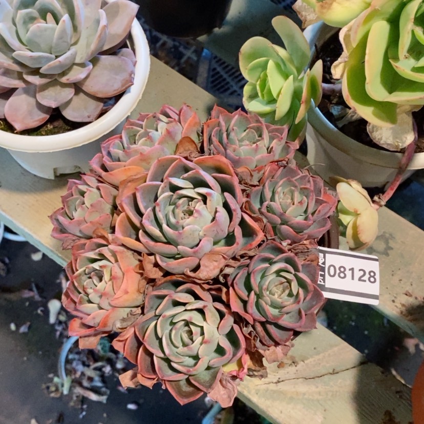 【闪购商品】雨滴08128