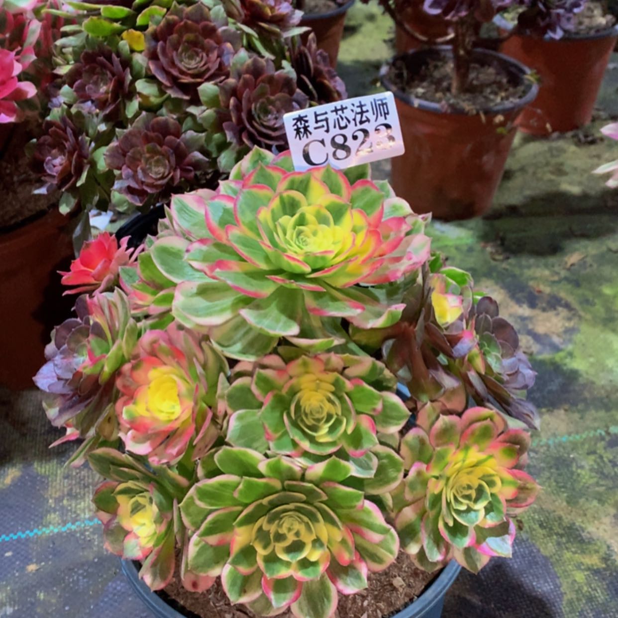 【闪购商品】823海仙