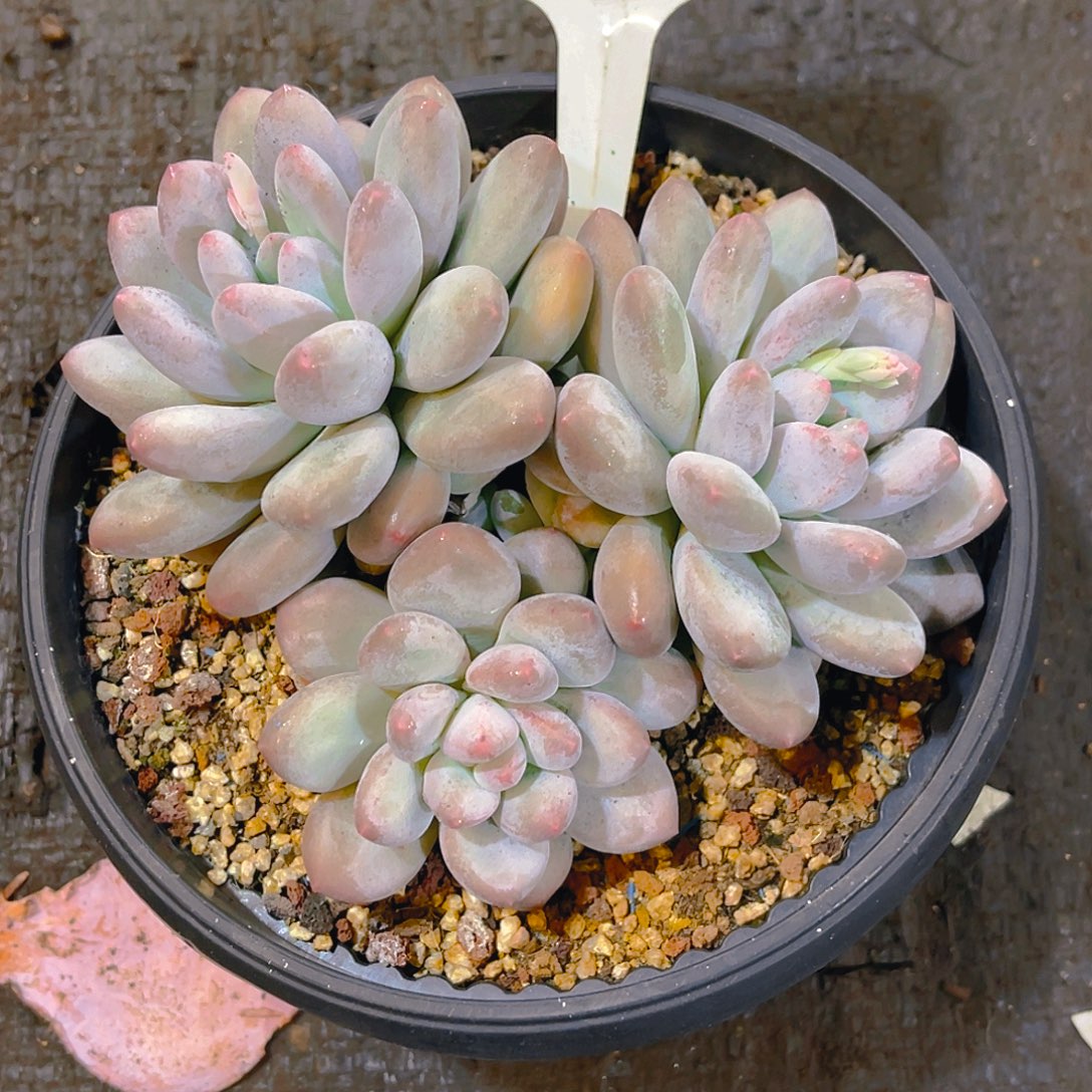 飒***飒香水000000000348