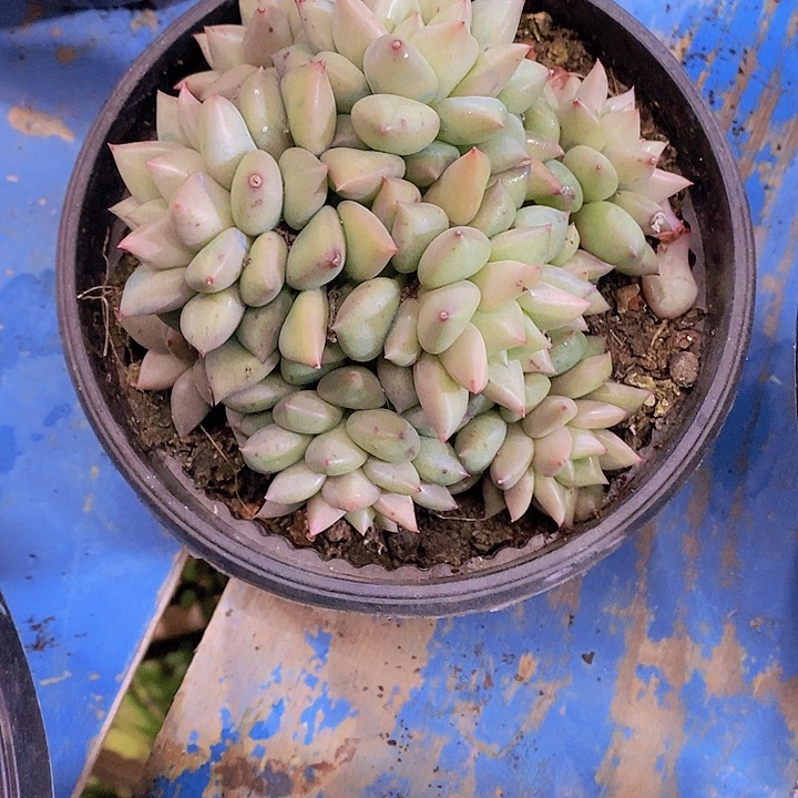 爱*鱼多肉植物保护