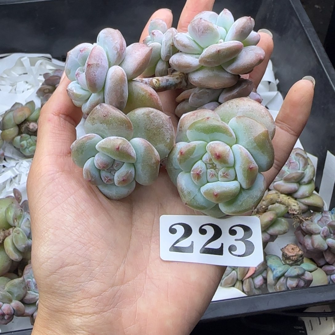 星影2颗一起无根一物一拍223