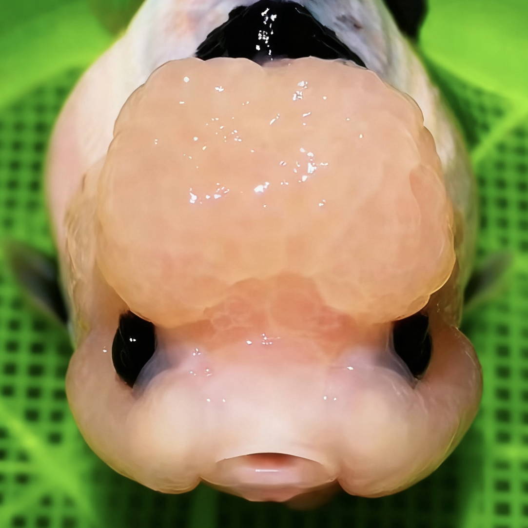 原泰玛丽黑白熊猫三色一鱼一拍直播间拍（不包邮）