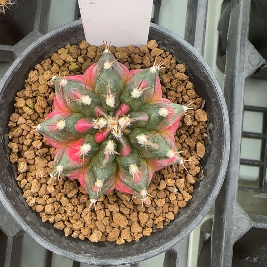 153-0212探索者脱土发多肉