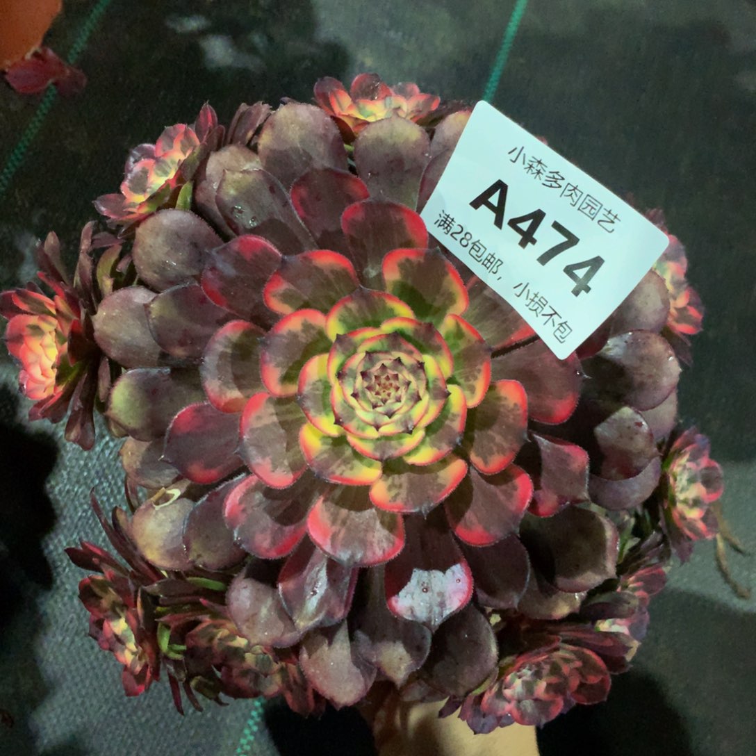 陷****474艳花88888888