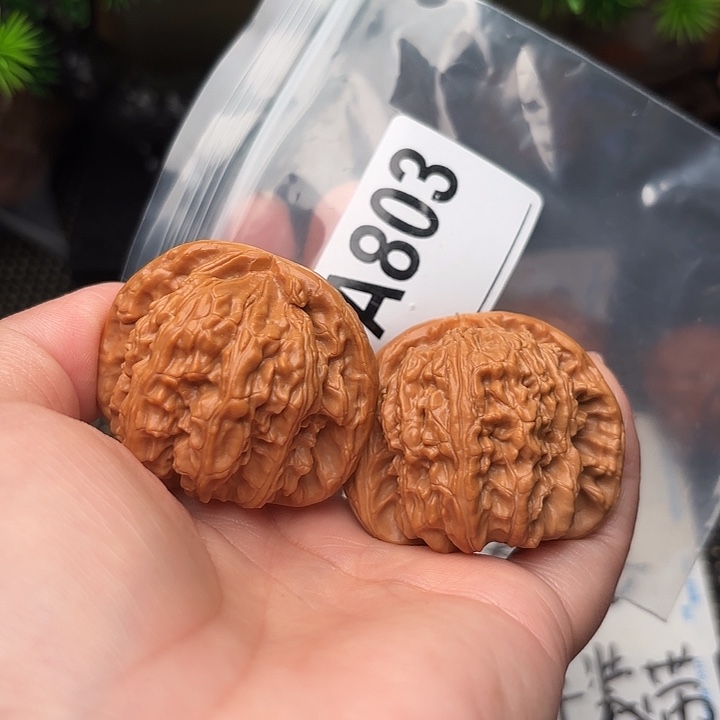 把件桃核核桃白狮子44