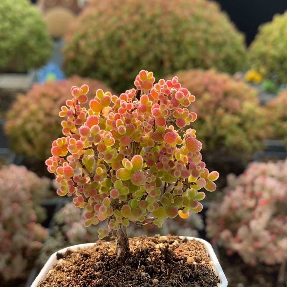 蜜橘糖球3371枝干番杏