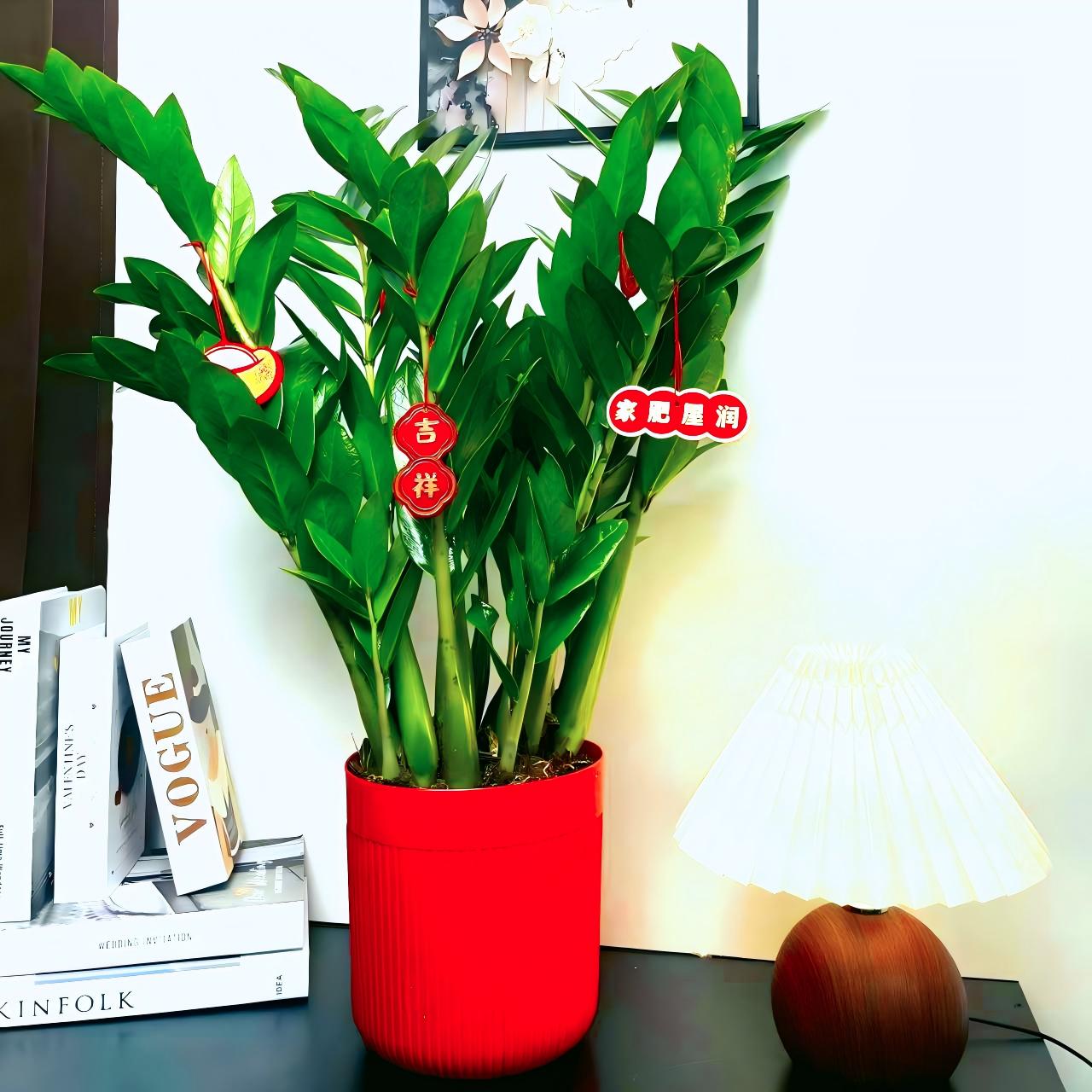 【基地直发】70-80cm金钱树盆栽客厅办公室净化空气四季常青绿植