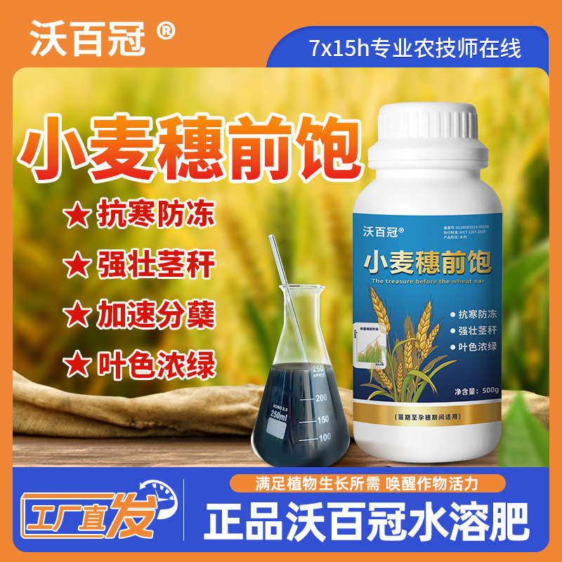 沃百冠小麦穗前饱抗寒防冻强壮茎秆加速分蘖叶色浓绿小麦增产配方