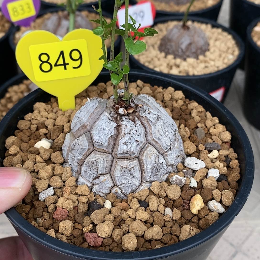 南非龟甲龙龟甲龙