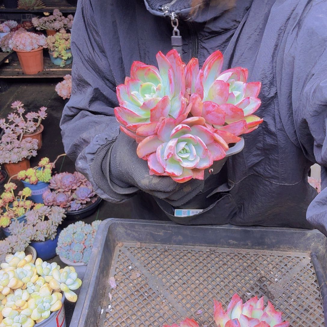 深***吸029绮罗仙子一物一拍