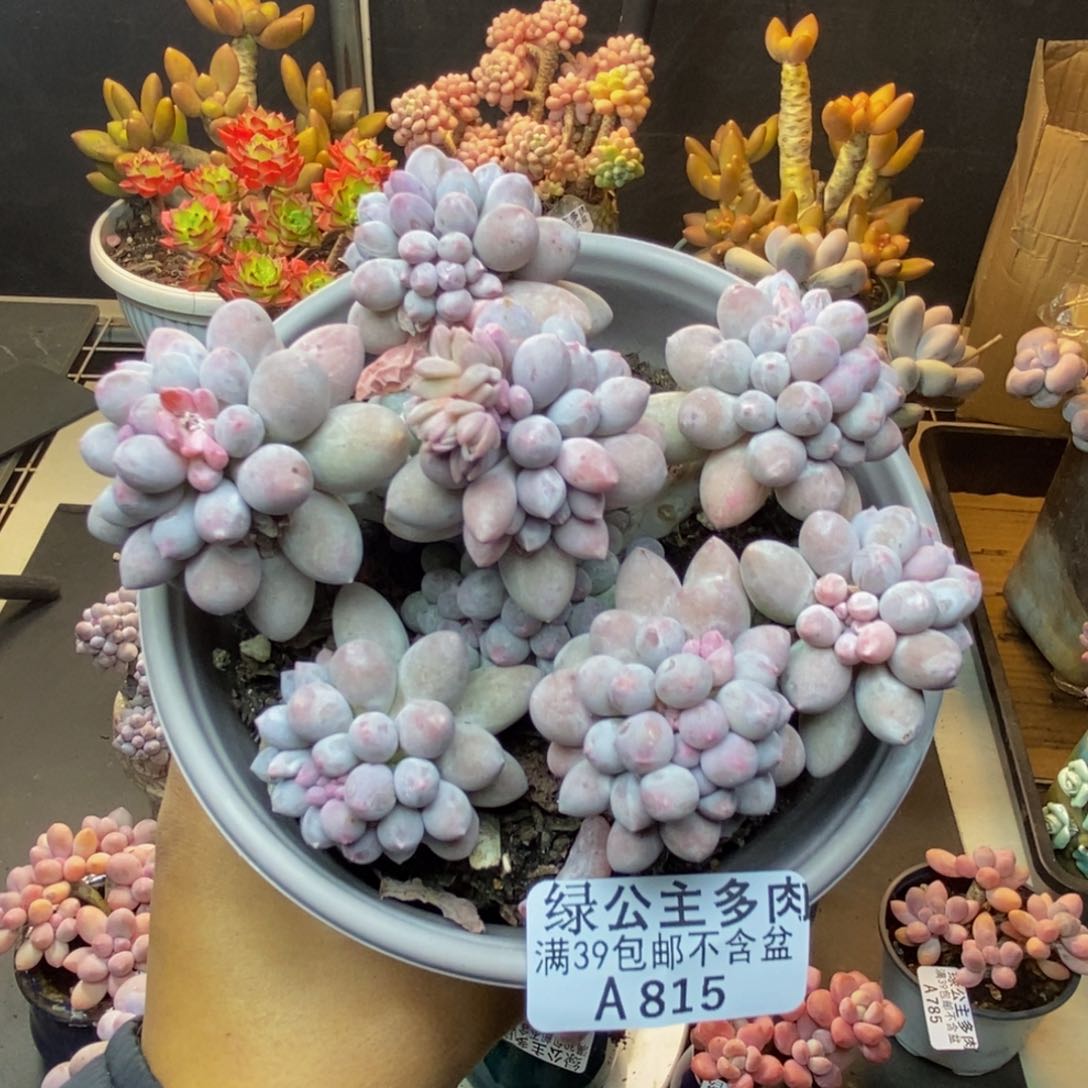 815香水手指奶多肉8c m