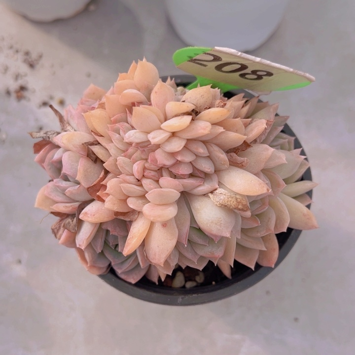 健健康康平平安安