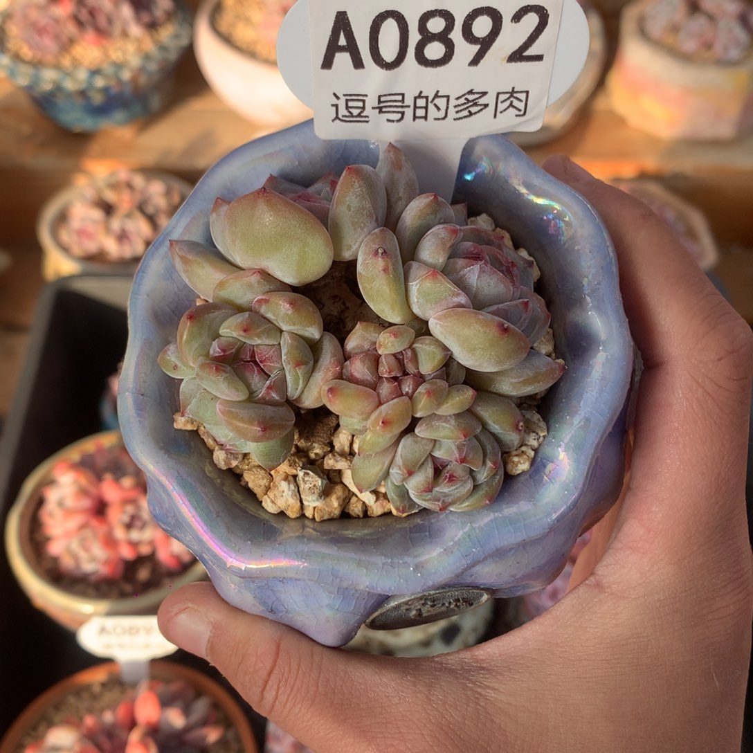 A0892 星影小群 绿底紫心 有砍 6.5cm