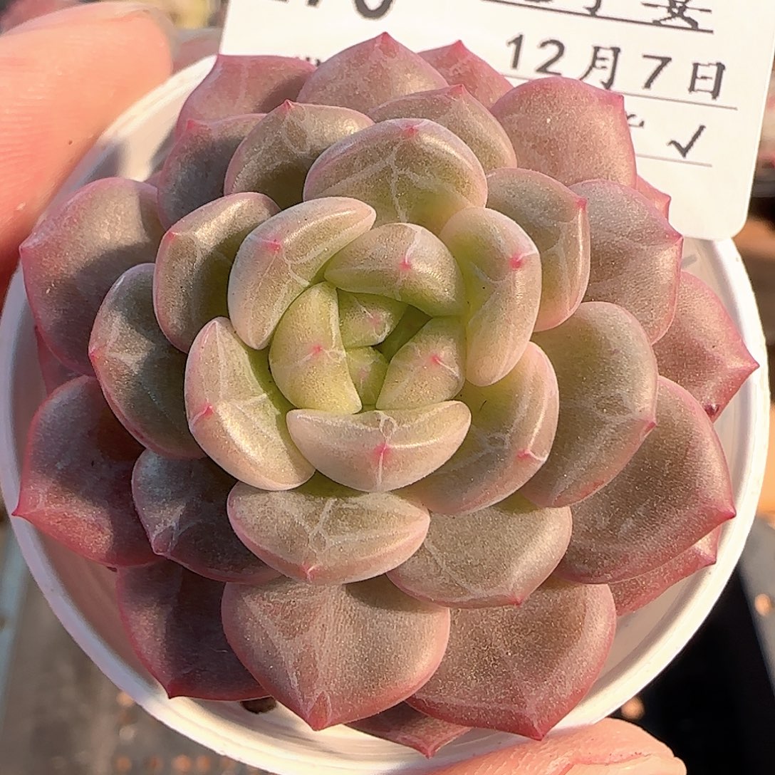 多肉1207-270晴川珍妮