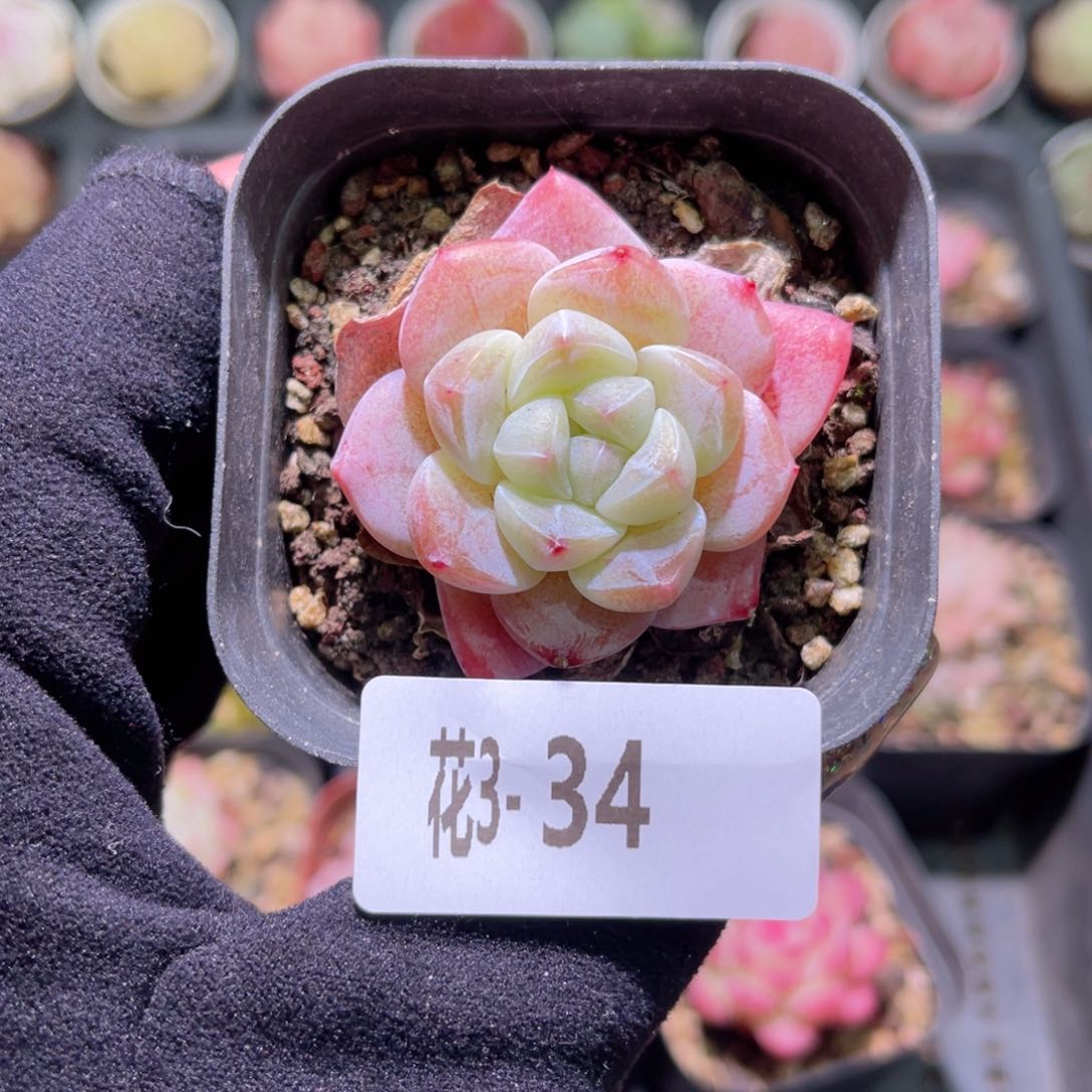 花利美3-34冰玉单头