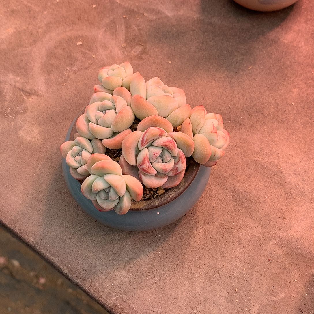 广****饰一物一拍，冰玉群带盆发