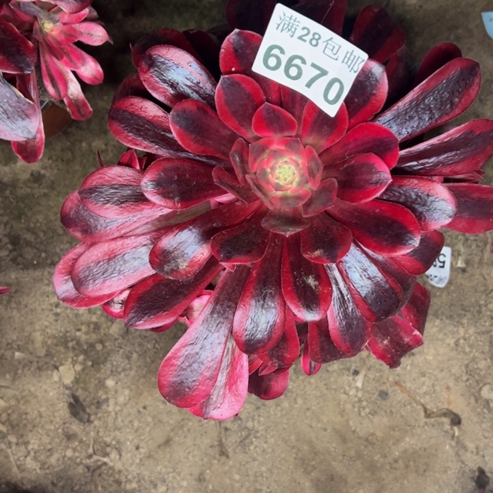 6670南美杜莎多肉植物