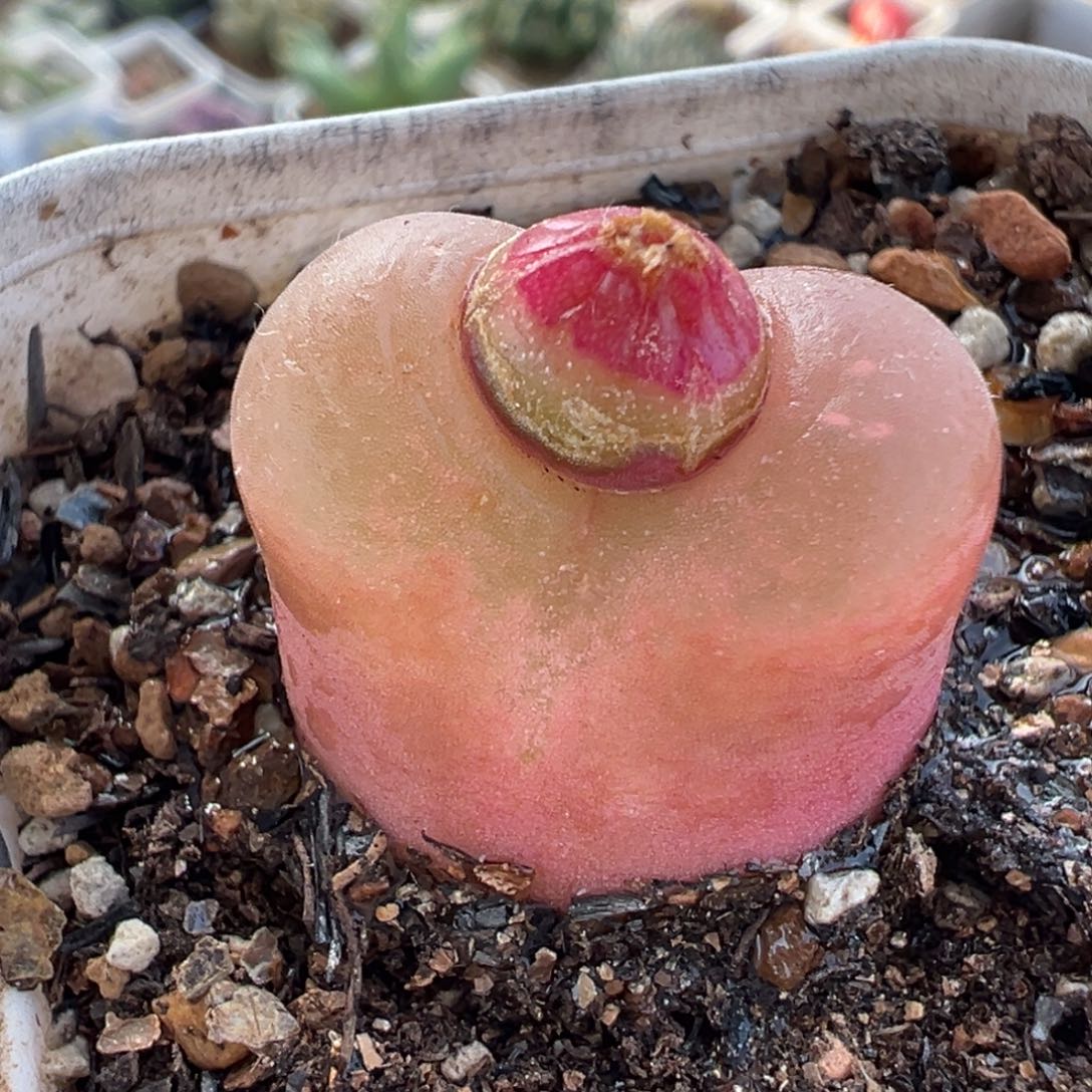 651多肉植物种类多样