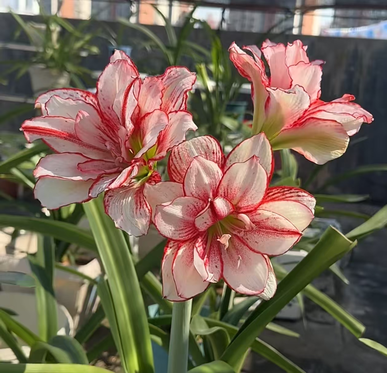 【白肋鬼魅～基地球】~青州品韵爆款朱顶红种球重瓣