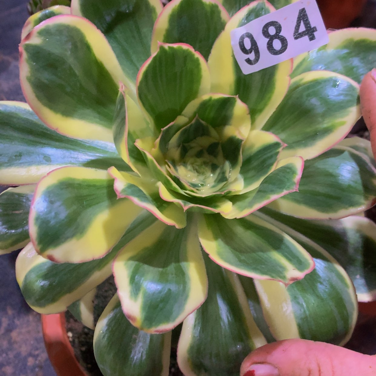 【闪购商品】984燕姿多肉