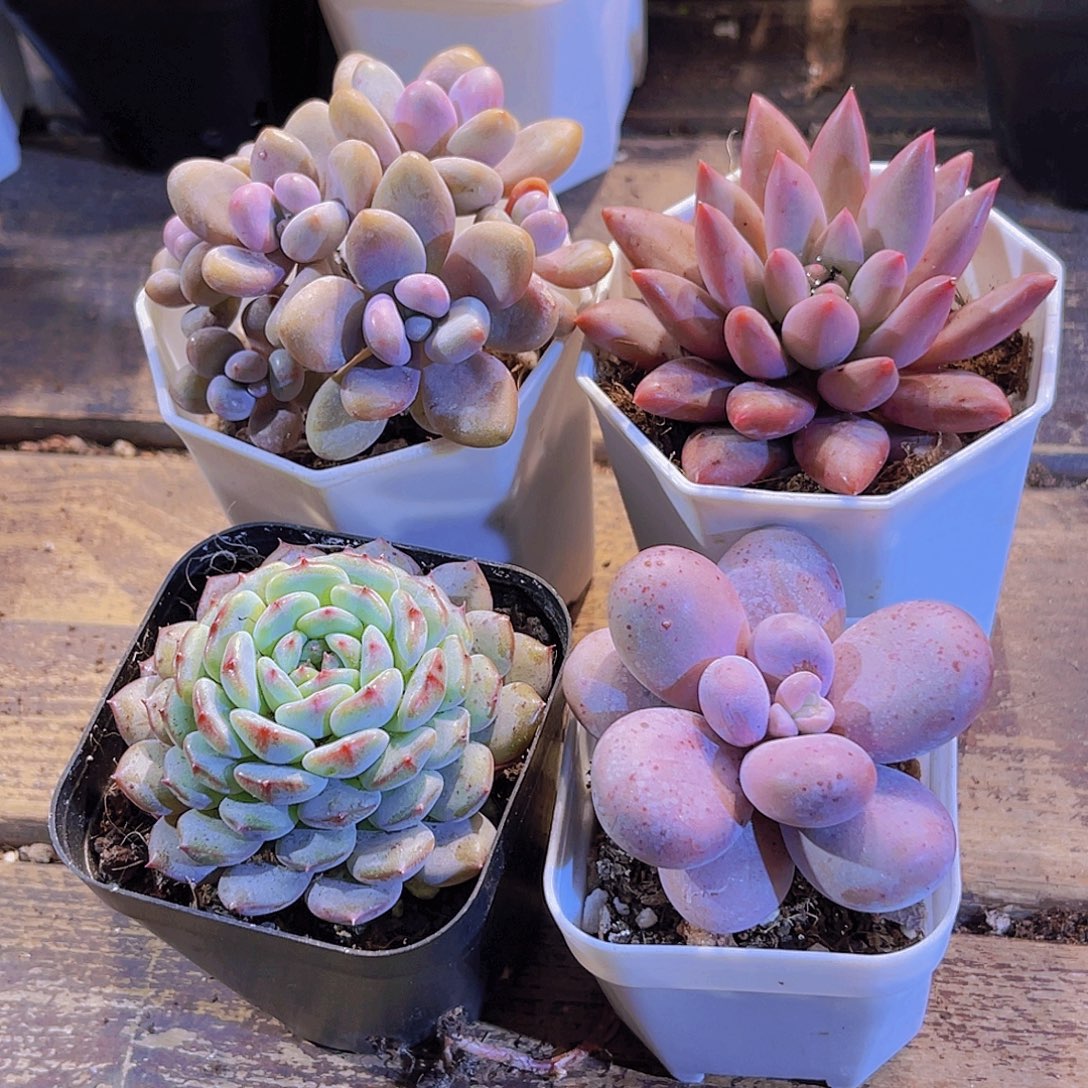 桃蛋。蜻蜓 奶酪 白胖