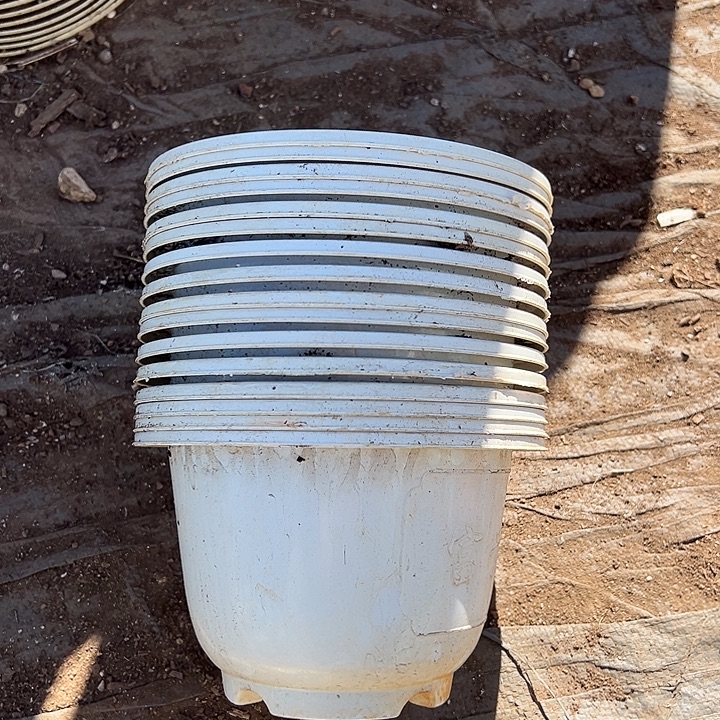 白色花开富贵口径18高12发18个