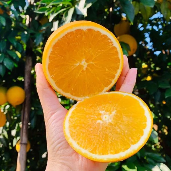 【京东包邮】正宗江西赣南信丰脐橙应季现摘新鲜产地直发净重9斤