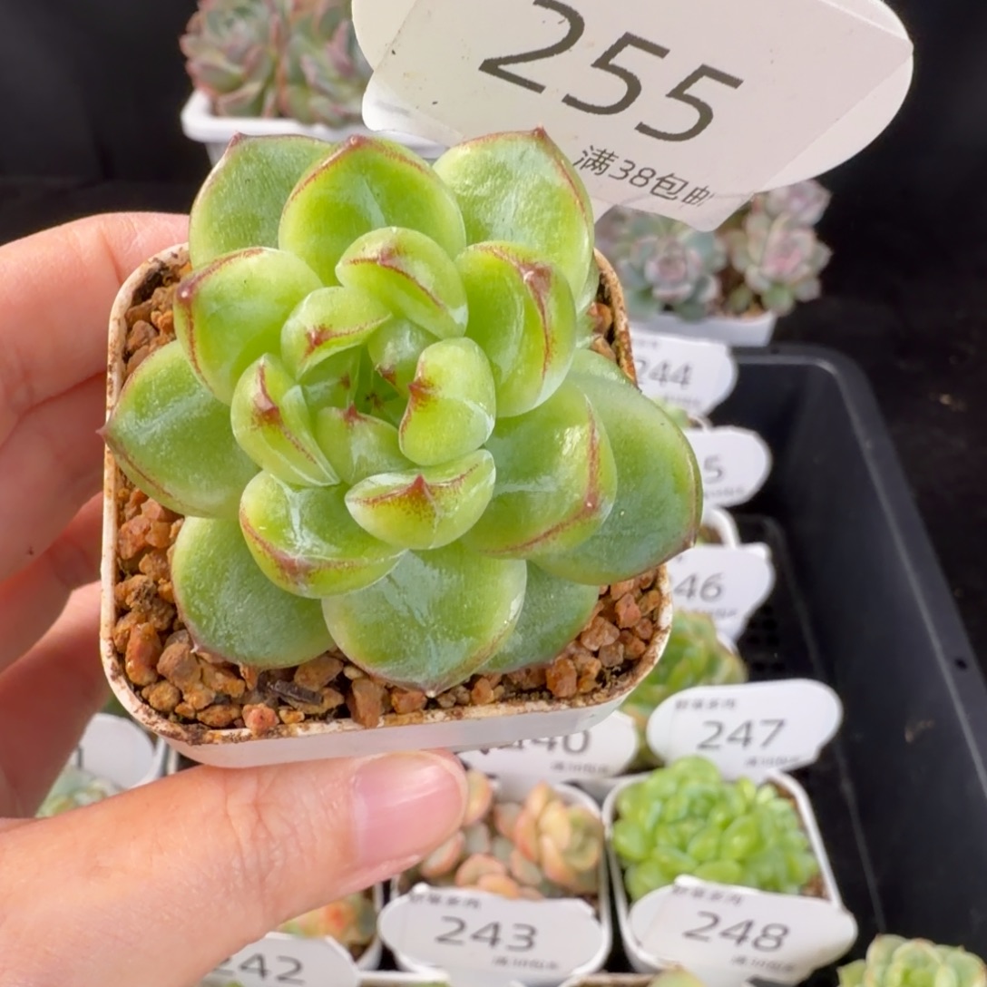 珍妮三头群255号一颗
