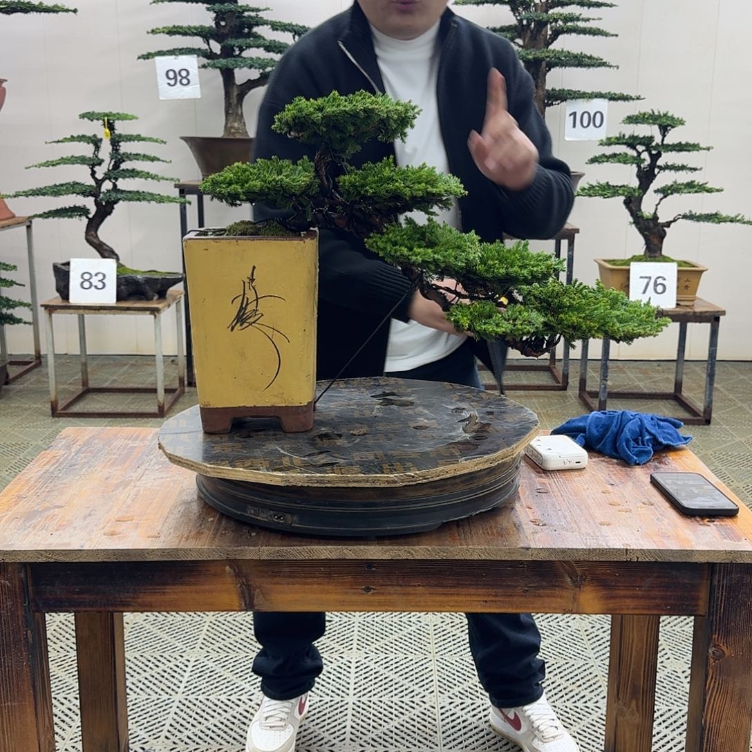 无花朵柏树造型盆景