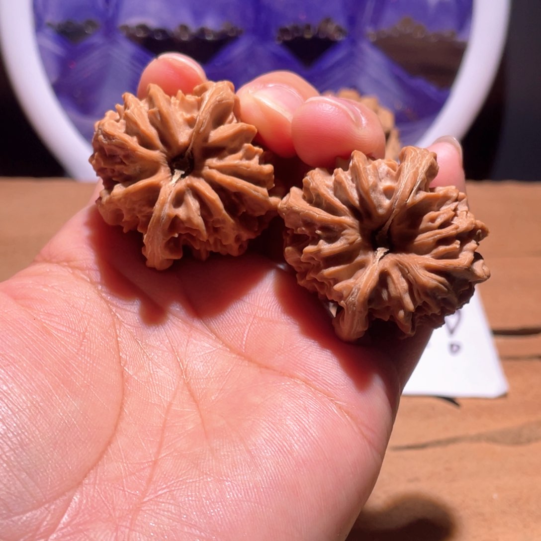 辛****容S082 35尺 大龙